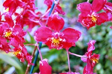 Orchid -32.jpg