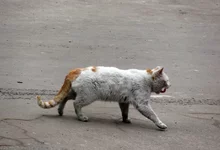 -беляша-1.webp