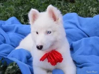 1bbjea.webp