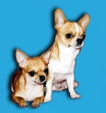 234.webp