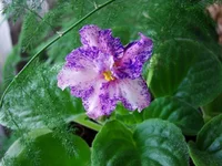 DSC04316 (Копировать).webp