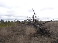 P4016364.webp