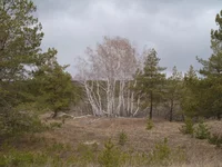 P4016372.webp