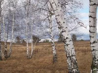 P4016374.webp
