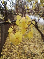 IMG_20241114_092615567.jpg