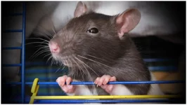  в апреле.webp