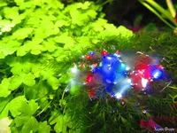  феникс.webp