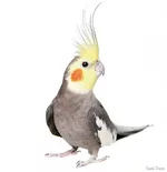 korella1.webp