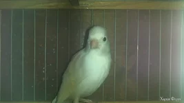 Кенар