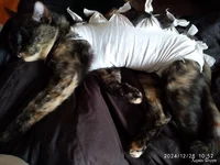 IMG_20241228_105249.webp