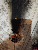 IMG_20241230_083138505.jpg