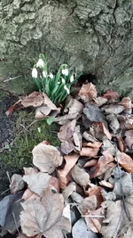IMG-20250104-WA0006.jpeg