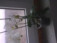 0383[1].webp