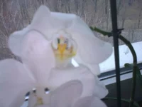 0384[1].webp