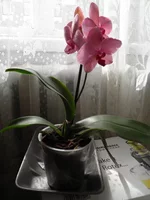 P4070467.webp