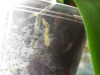 P4070481.webp