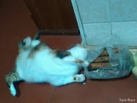 _20250212_142101.webp