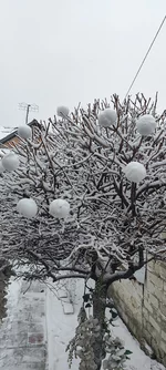 IMG_20250215_080720.jpg