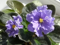 P4050049 - копия.webp