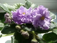 P4050046 - копия.webp