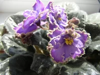 P4050055 - копия.webp