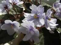 P4050065 - копия.webp