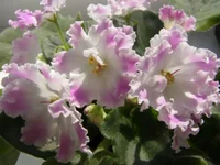 P4050070 - копия.webp