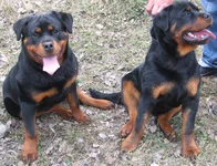  & Аделла 0071.webp