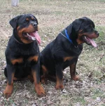  & Аделла 0091.webp