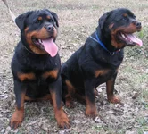  & Аделла 0111.webp