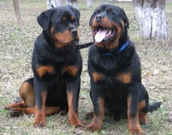  & Аделла 0521.webp