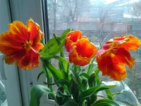 0058.webp