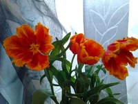 0060.webp