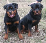  & Аделла 0081.webp