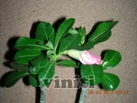 DSCN8253.webp