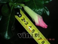 DSCN8256.webp