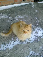 кот Рыжик.jpg