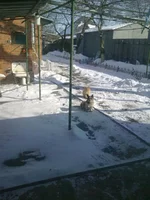 и рыж.webp