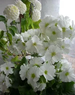  + лантана.webp