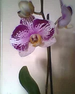 0126.webp