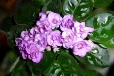 cupids gewel_thumb.webp