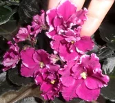 Rebels Faits_thumb.webp