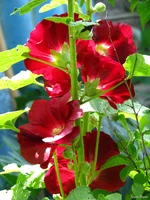IMG_9258.webp