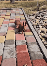 clideo_editor_b6c7bdae6179401eacd48271ecb94bfd (1) (1).gif