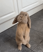 Funny_bunny).gif
