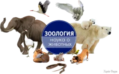 изображение_2025-04-04_065754978.png