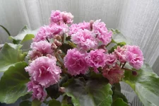 Sassy Sister (S. Sora_thumb.webp