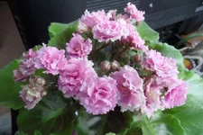 Sassy Sister (S. Sorano)_thumb.webp