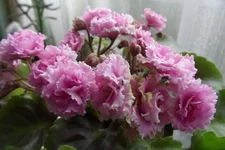 Sassy Sister (S. Sorano_thumb.webp