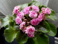 Sassy Sister_thumb.webp